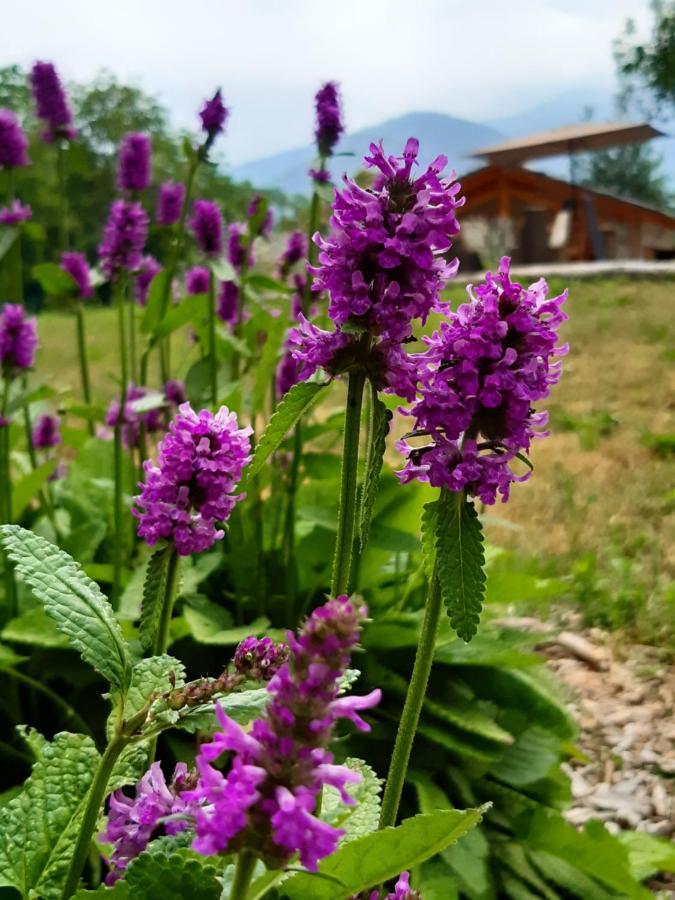 Semi Al Vento: La Bio-Casa Nel Giardino Incantato! Apartment Paesana Екстериор снимка